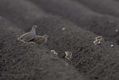 Patrijs / Partridge
