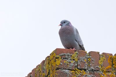 Stock Dove