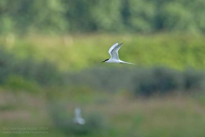 Dougalls Stern / RoseateTern