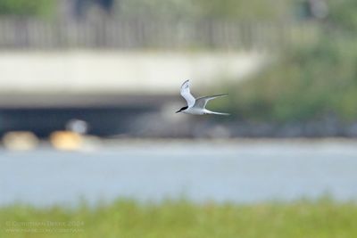 Dougalls Stern / RoseateTern