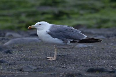Pontische Meeuw / Caspian Gull