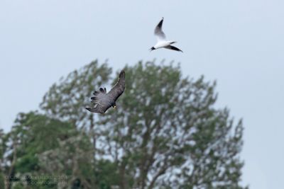 Slechtvalk / Peregrine Falcon