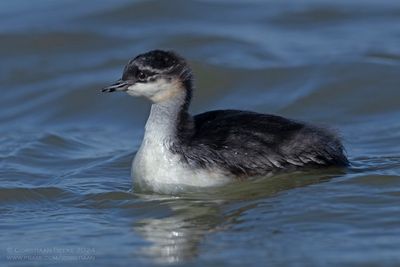 Geoorde Fuut / Black-necked Grebe