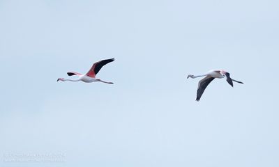 Greater Flamingo
