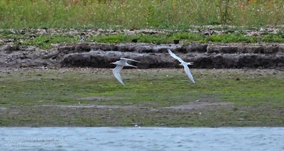 Roseate Tern