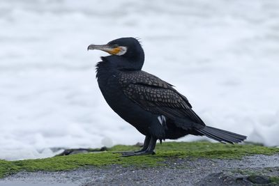 Great Cormorant