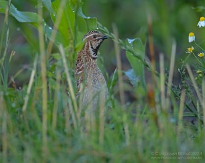 Kwartel / Common Quail