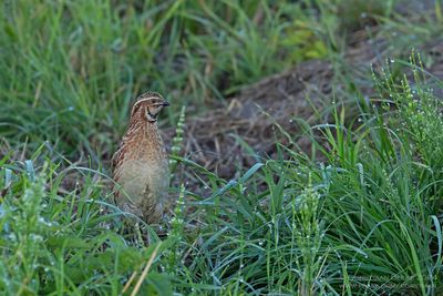 Kwartel / Common Quail