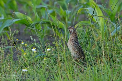 Kwartel / Common Quail
