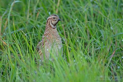 Common Quail