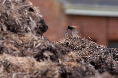 Black Redstart