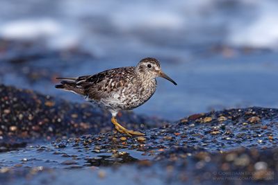 Purple Sandpiper