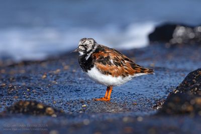 Turnstone
