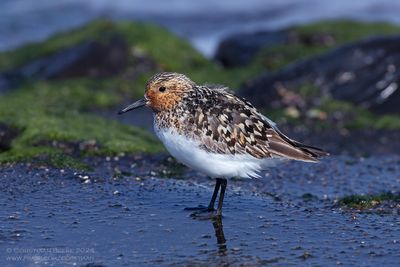 Drieteenstrandloper / Sanderling