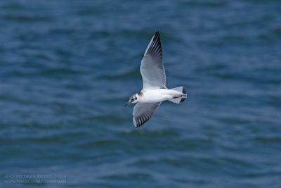 Kokmeeuw / Black-headed Gull