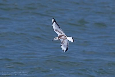Kokmeeuw / Black-headed Gull