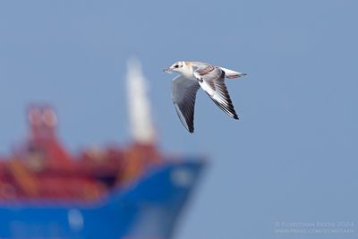 Black-headed Gull