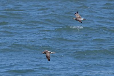 Whimbrel