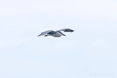 Night Heron