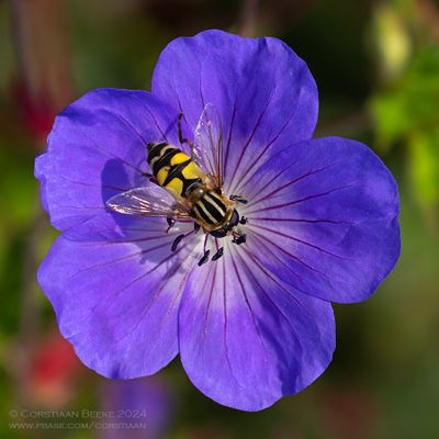 Citroenpendelvlieg / Large tiger hoverfly