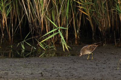 Porseleinhoen / Spotted Crake