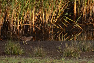 Spotted Crake