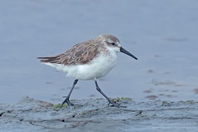 Alaskastrandloper / Western Sandpiper