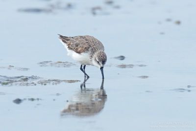 Alaskastrandloper / Western Sandpiper