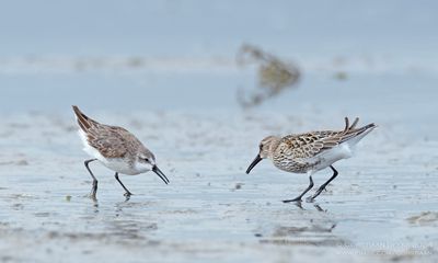 Alaskastrandloper / Western Sandpiper