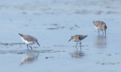 Western Sandpiper