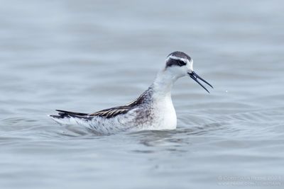 Grauwe Franjepoot / Red-necked Phalarope