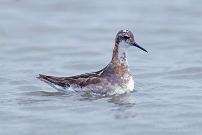 Grauwe Franjepoot / Red-necked Phalarope