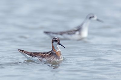 Grauwe Franjepoten / Red-necked Phalaropes