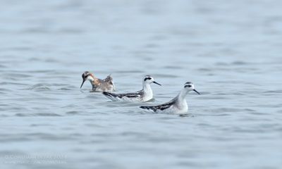 Grauwe Franjepoten / Red-necked Phalaropes