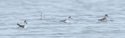 Red-necked Phalarope