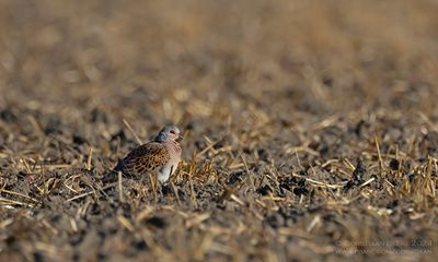 Turtle Dove
