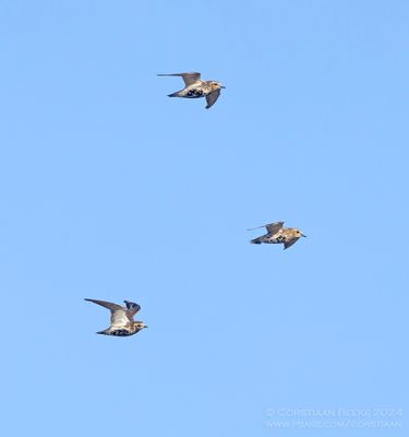 Goudplevieren / Golden Polvers