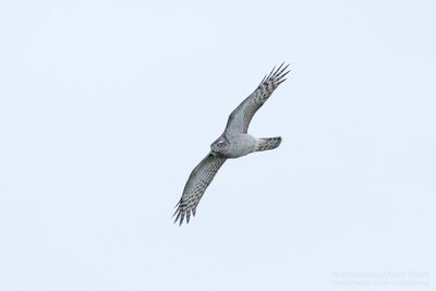 Sperwer / Sparrowhawk