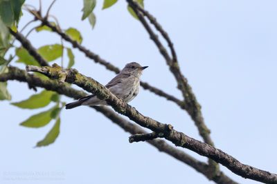 Grauwe Vliegenvanger / Spotted Flycatcher