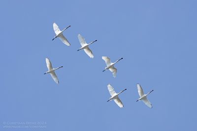 Eurasian Spoonbill