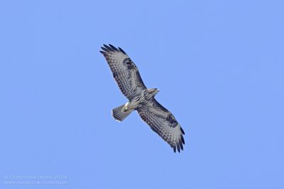 Common Buzzard