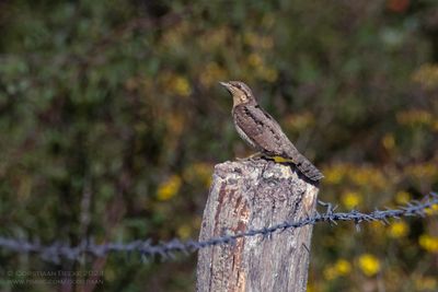 Draaihals / Wryneck
