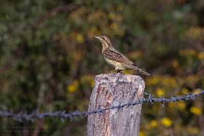 Wryneck