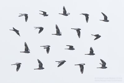 Roodpootvalk / Red-footed Falcon