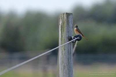 Gekraagde Roodtaart / Common Redstart