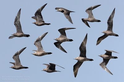 Long-tailed Skua