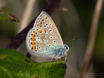 Icarusblauwtje / Common blue