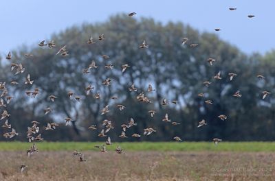 Linnet