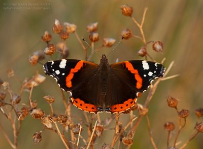 Atalanta / Red admiral
