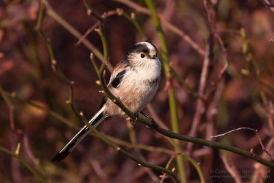 Staartmees / Long-tailed Tit